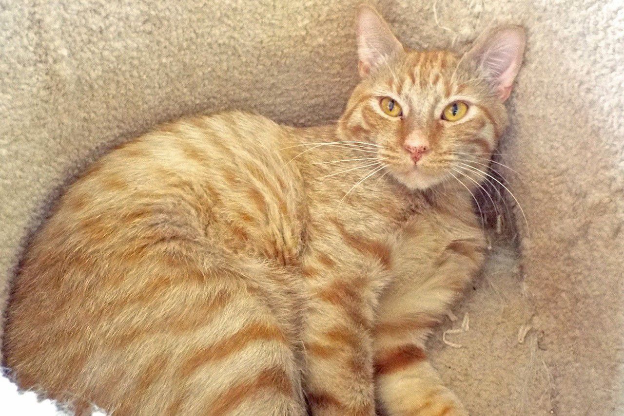 Adopt a friend: Citrus
